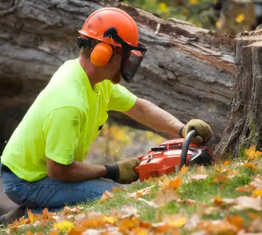 tree services Otsego